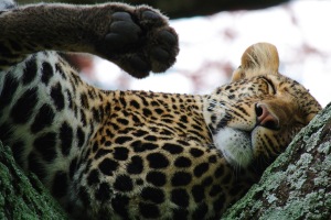 CheetahInTreeSleeping_cc11x16WEB